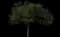 Live Oak Tree — design image 2
