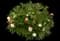 Peony (Paeonia) — design image 2