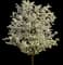Autumn Blaze Flowering Pear Tree — design image 1
