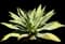 Fox Tail Agave — design image 8