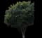 Chinese Banyan — design image 4