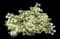 Emerald Snow Semi-dwarf Loropetalum — design image 1