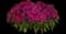 Dart™ Purple Dianthus — design image 1
