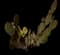 Bunny Ears Cactus — design image 3