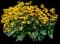 Black-Eyed Susan (Rudbeckie hirta) — design image 4