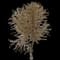 Norway Maple Tree — design image 6
