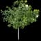 Gardenia Tree Form — design image 1