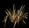 New Zealand Flax (Phormium tenax) — design image 7