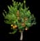 Pixie Mandarin Tree — design image 1