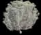 Dwarf Rabbit Brush — design image 1
