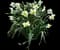 Poet's Daffodil — design image 1