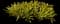 Flaming Torch Billbergia — design image 2