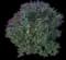 Butterfly Bush — design image 2