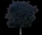Crimson King Maple Tree — design image 2
