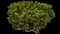 Mugo Pine — design image 1