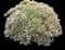 Showy stonecrop — design image 11