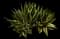 Shaw's Agave — design image 7
