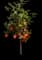 Dancy Tangerine Tree — design image 1