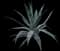 Blue American Agave Plant — design image 10