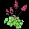 Guacamole™ Coral Bells — design image 1