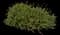 Baby Sage (Salvia) — design image 1
