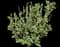 Butterfly Bush — design image 5