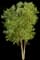 Heritage® River Birch — design image 1