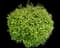 Japanese Spiraea — design image 11