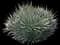 Lace Aloe — design image 1