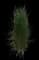 Feather Reed Grass — design image 7