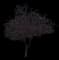 Siberian Crabapple Tree — design image 2