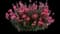 Steffi™ Dark Rose Improved Gaura lindheimeri — design image 1