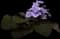Field Pansy — design image 2
