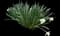Ziva Paperwhite Daffodil — design image 4
