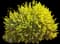 Spanish Broom — design image 1