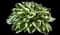 Patriot - Hosta — design image 2