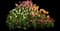 Garden Tulips — design image 5