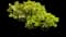 Tree Stonecrop — design image 1