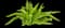 Asparagus Fern Plant — design image 13
