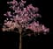 Ann Magnolia Tree — design image 1