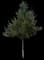 Shumard Oak — design image 1