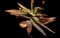Soap Aloe — design image 18