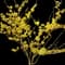Arnold Promise Witch Hazel Shrub — design image 2