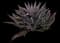Parry's Agave — design image 15