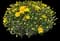 Cosmic Solar Yellow Garden Mum — design image 1