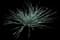 Desert Spoon — design image 12