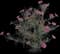 Garden Cosmos — design image 1