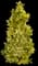 Ilex Golden Oakland® — design image 2