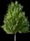 Maple Tree — design image 1