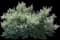 Vitex Chaste Tree — design image 1